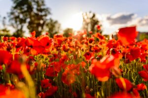 A field of red poppy flowers
